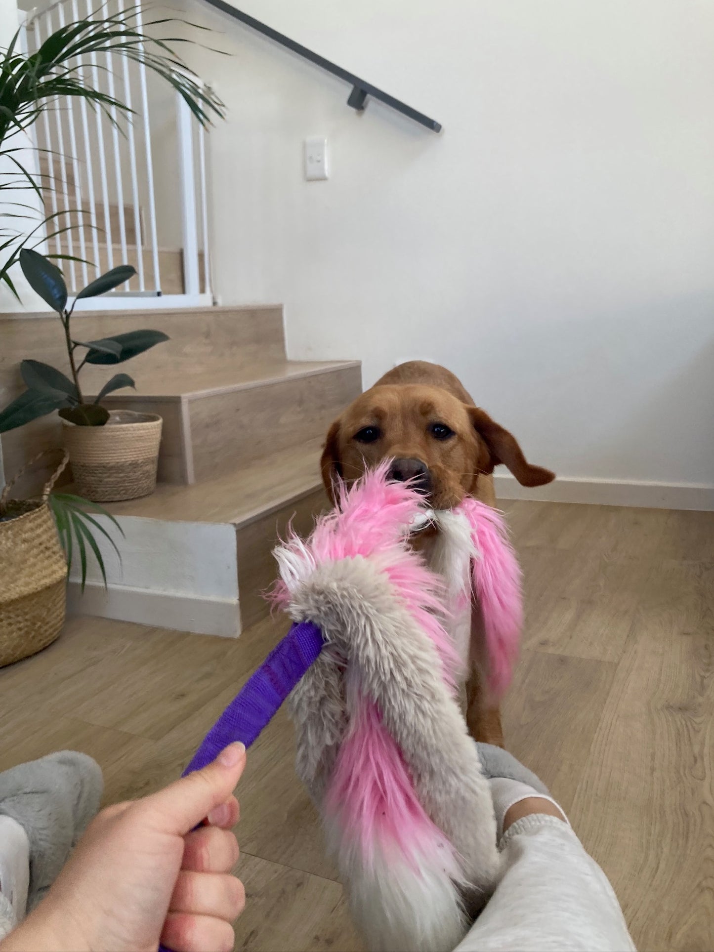 Happy Floppy Ears Tug