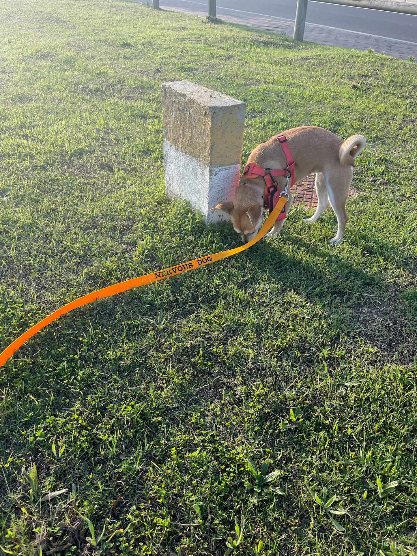 Nervous / Reactive Dog Long Leash