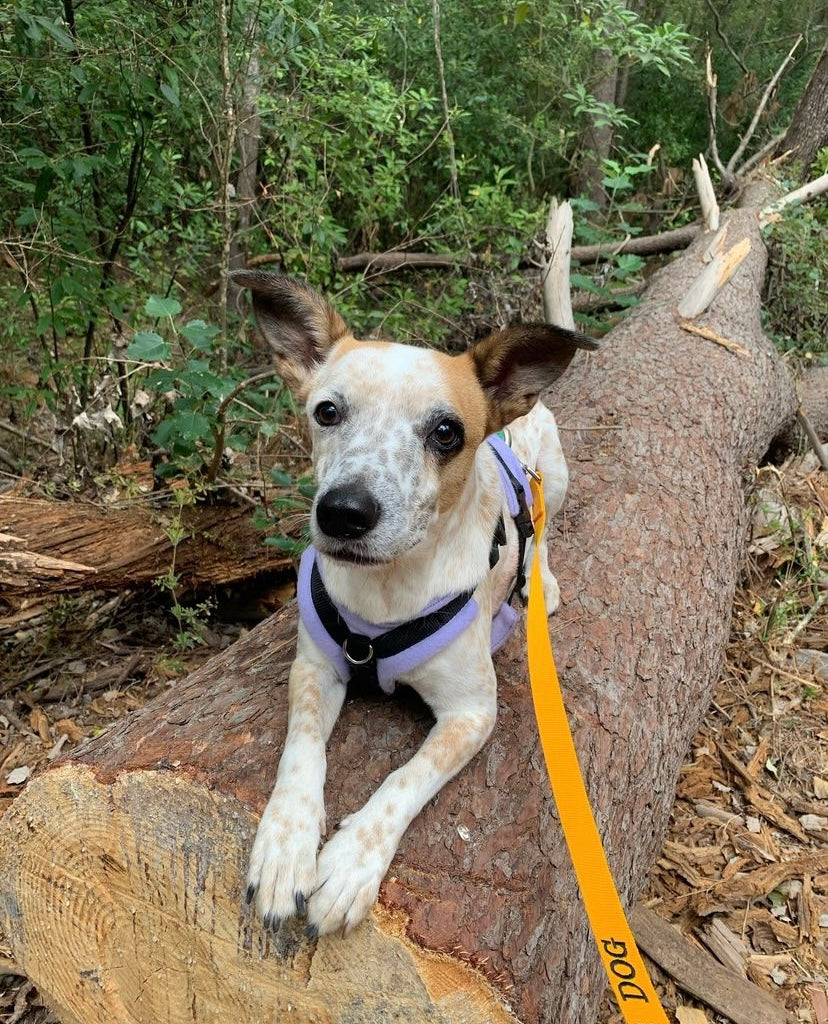 Nervous / Reactive Dog Long Leash