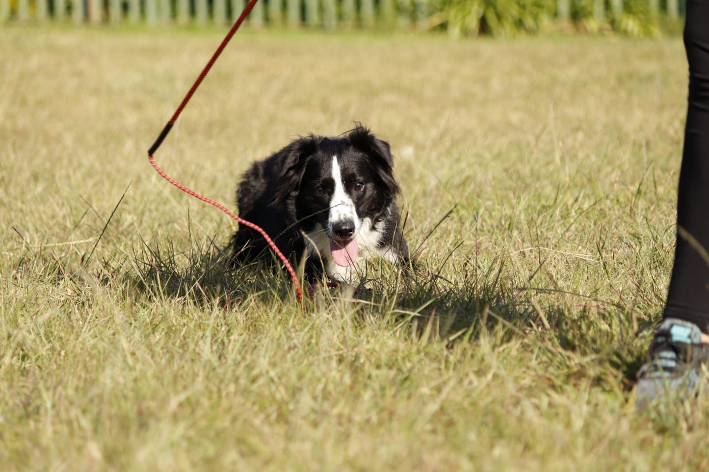 Outward Hound Flirt Pole