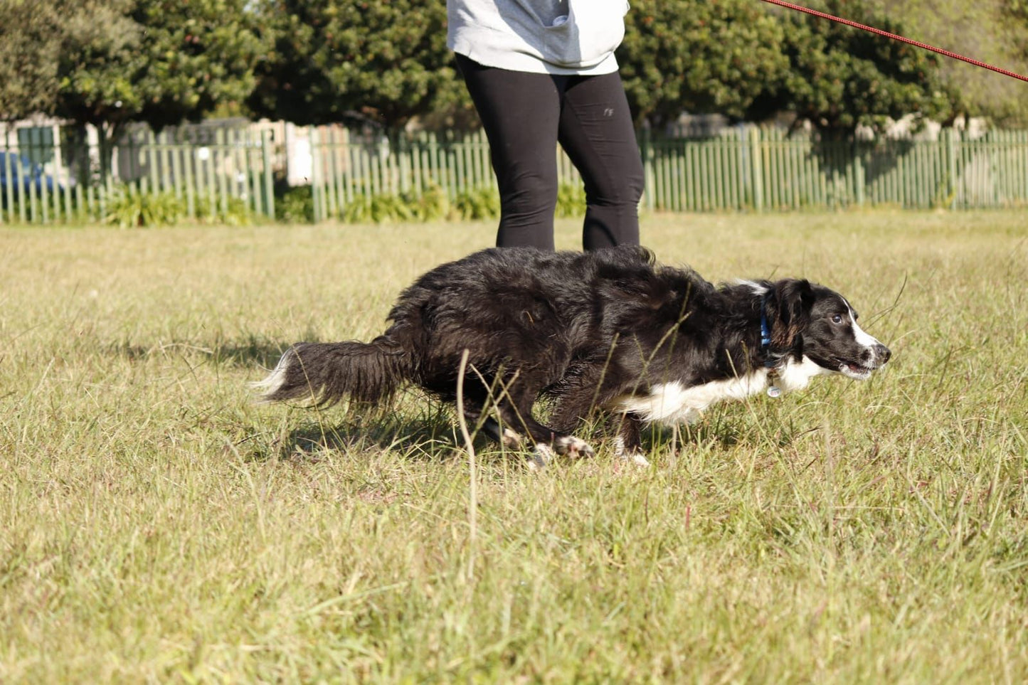 Outward Hound Flirt Pole