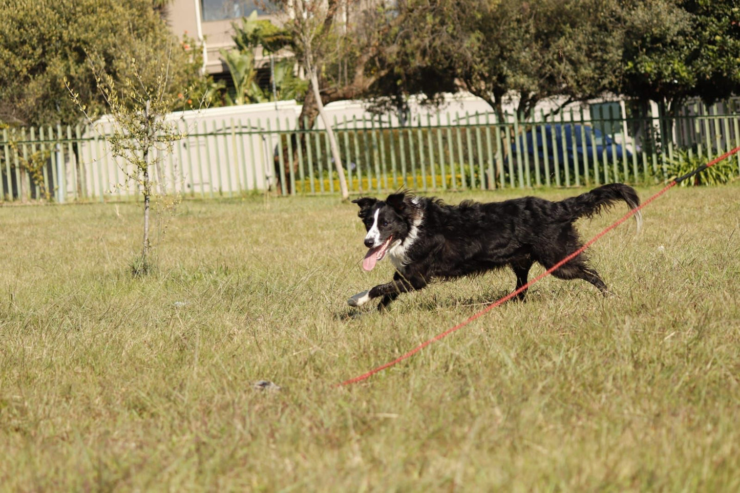 Outward Hound Flirt Pole