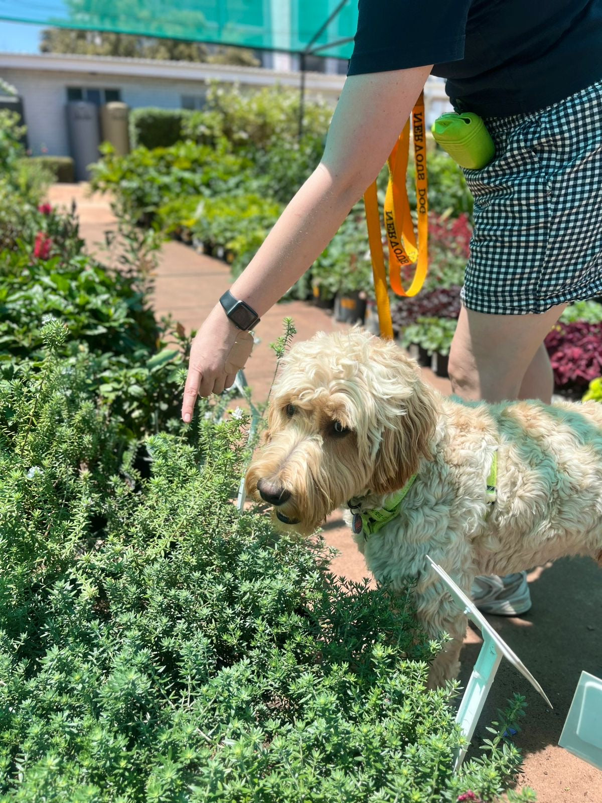 Nervous / Reactive Dog Long Leash