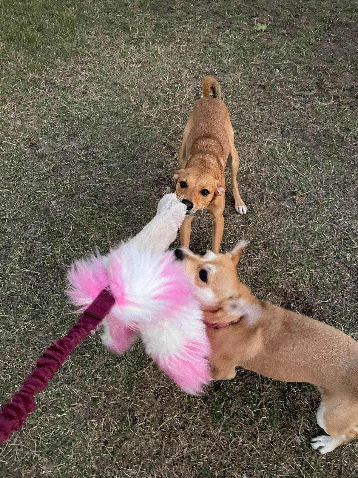 Happy Floppy Ears Tug