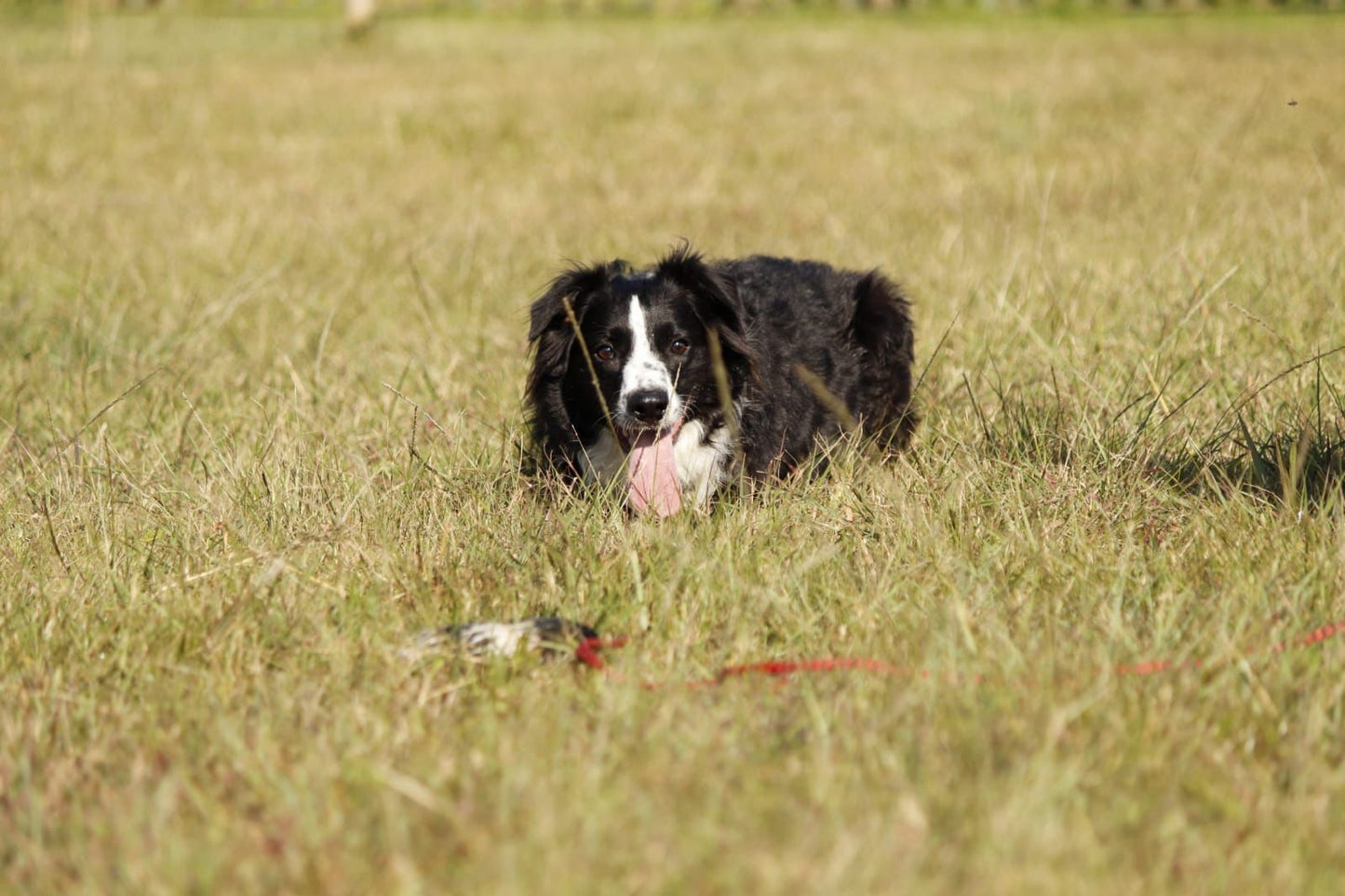 Outward Hound Flirt Pole